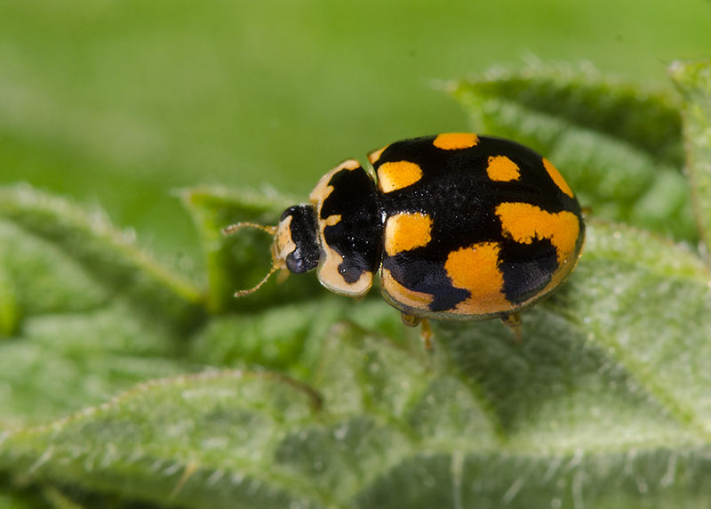 Coccinellidae: Propylea quatuordecimpunctata